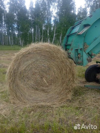 Продам сено в рулонах