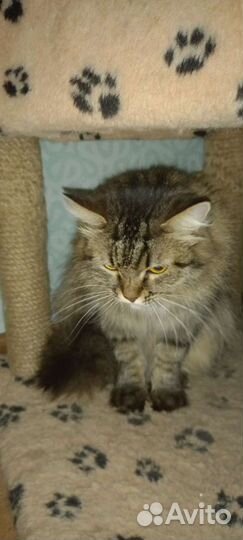 Стерилизованная кошка ищет дом