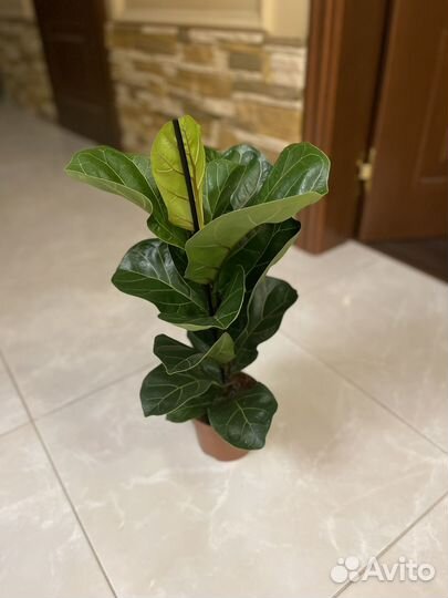 Фикус лирата бамбино