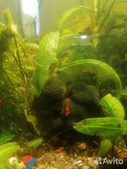 Аквариумные мхи