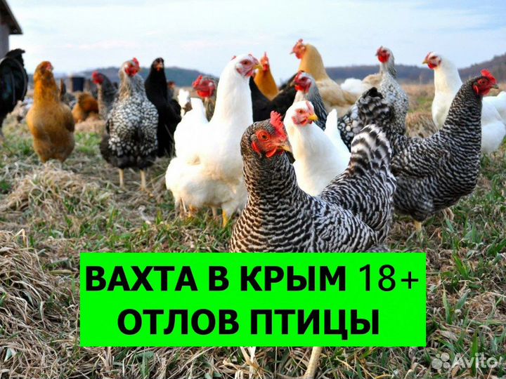 Вахта в Крым. Отлов птицы 18+