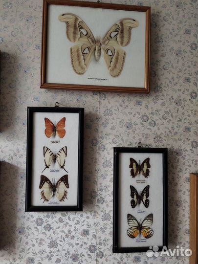 Бабочки в рамках
