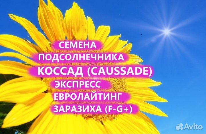 Семена подсолнечника Коссад (Сaussade), Тула