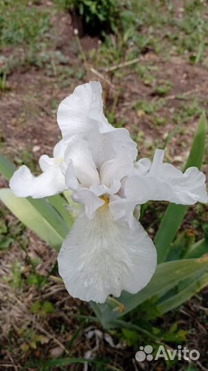 Ирисы бородатые