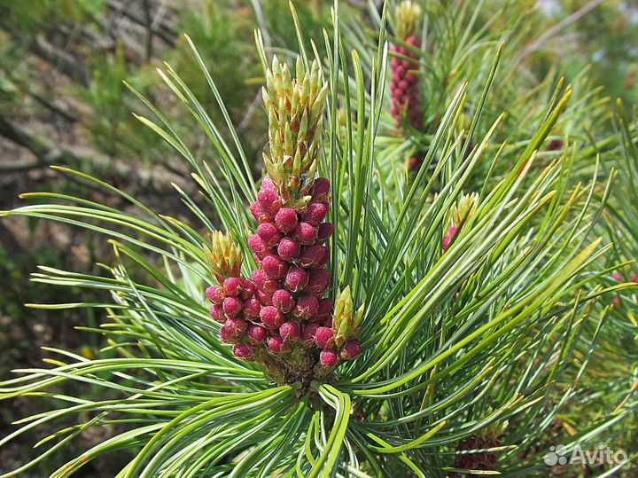 Семена стланик кедровый стланик кедр орех стланика
