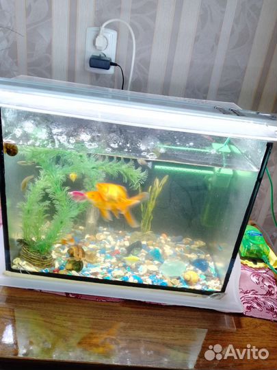 Аквариум с рыбками