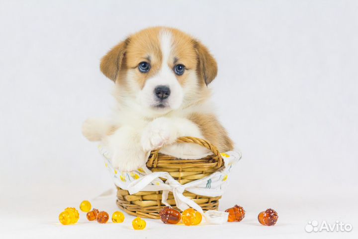 Вельш-корги пемброк Нереальной Красоты Щенки