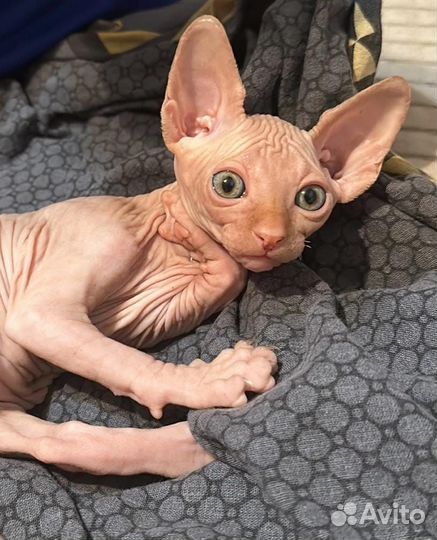 Котята донской сфинкс