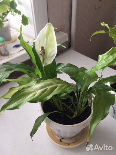 Спатифиллум