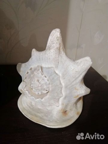 Ракушка морская большая