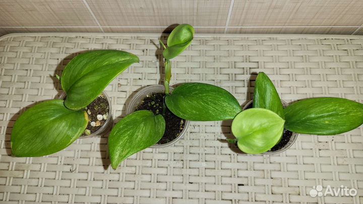 Сциндапсусы #2