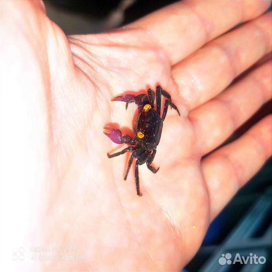 Краб вампир