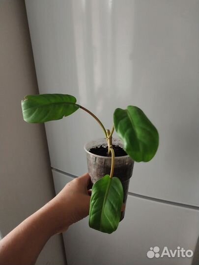 Малай голд филодендрон