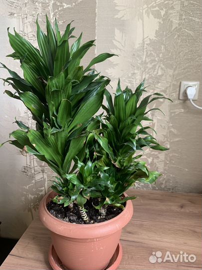 Драцена деременская