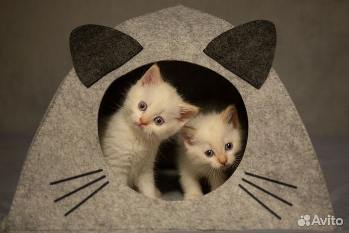 Котята