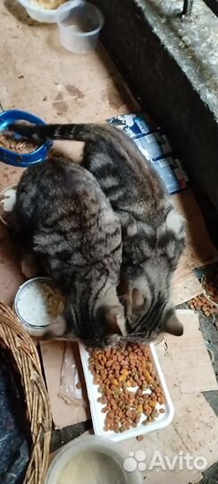 Котикам неразлучникам нужна передержка