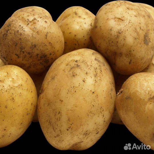 Продам картофель