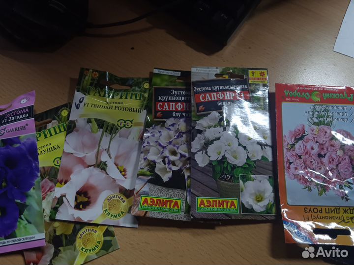 Рассада цветов