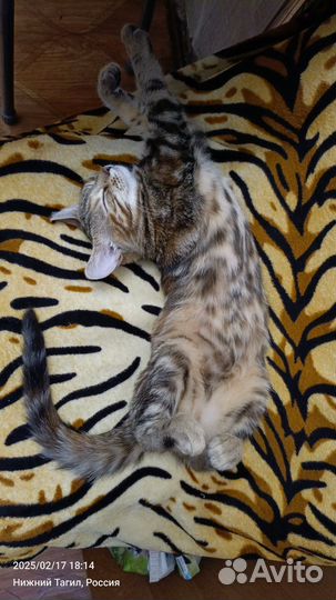 Бенгальская кошка бесплатно