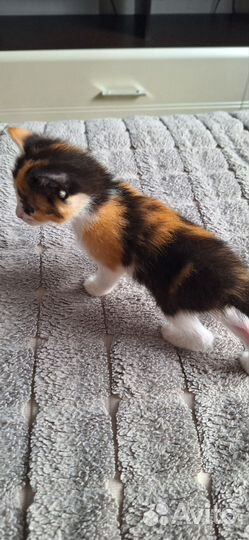 Котятки в дар