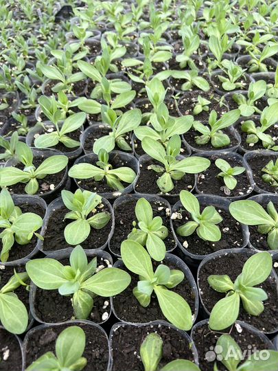 Эустома рассада