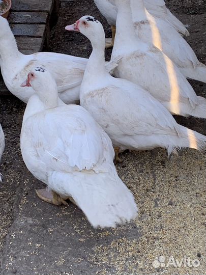 Индоутки тяжелых линий Гримо