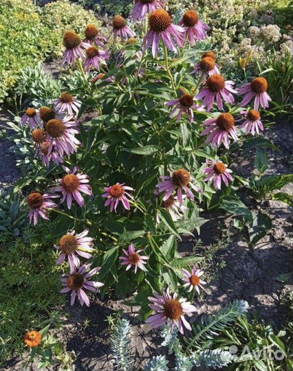 Многолетние садовые растения