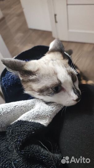 Котёнок мальчик