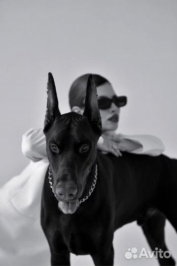 Доберман для фотосесси