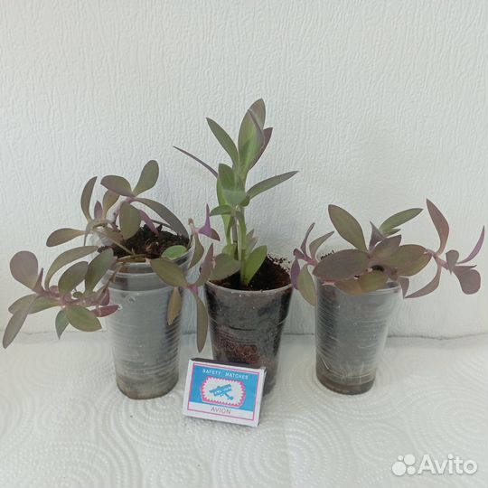 Цветы комнатные