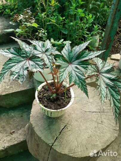 Бегония Грифон