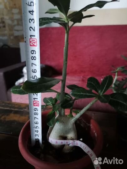 Адениум взрослый