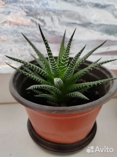 Комнатные цветы