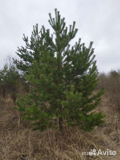 Саженцы сосны ёлки рябины березы и т д