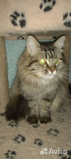 Стерилизованная кошка ищет дом