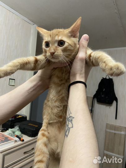 Котенок рыжий мальчик