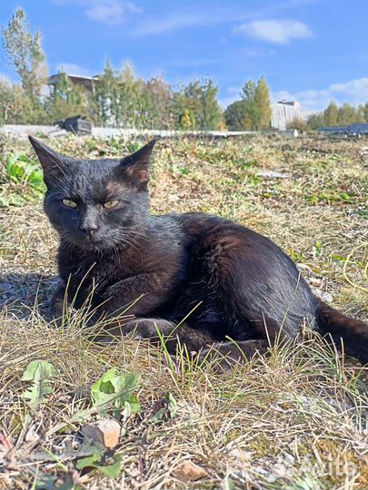 Черного котика выбросили на промзоне