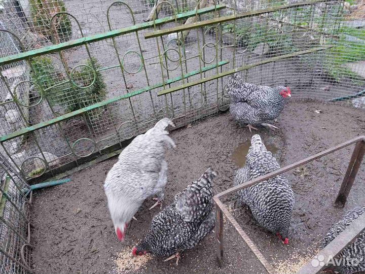 Инкубационное яйцо породистых кур мясной породы