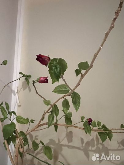 Розан китайская роза