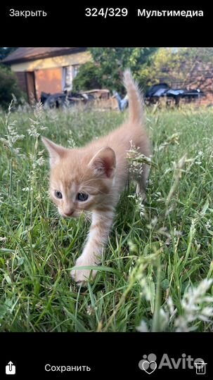 Котята бесплатно в добрые руки