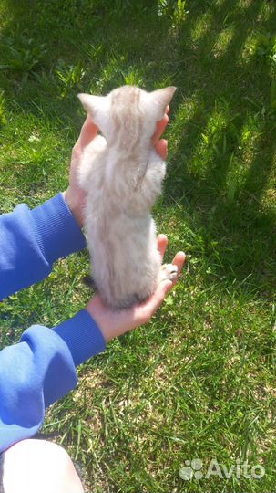 Бенгальские котята