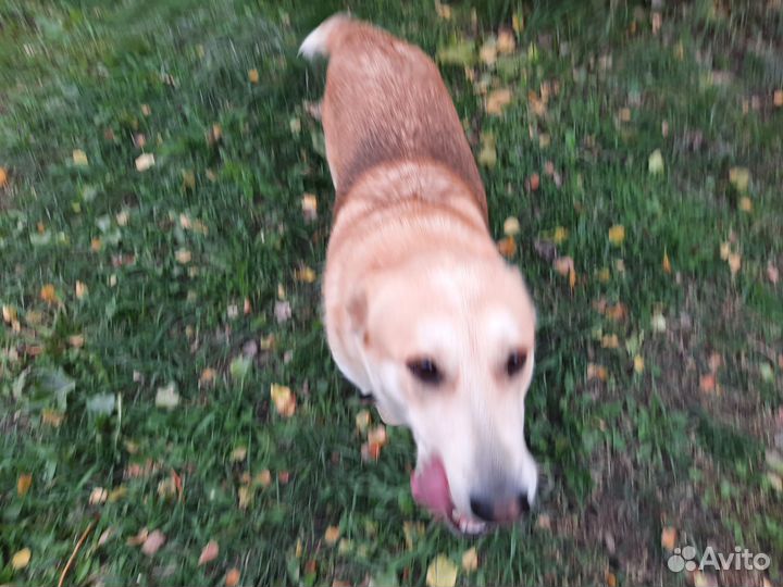 Собака алабай