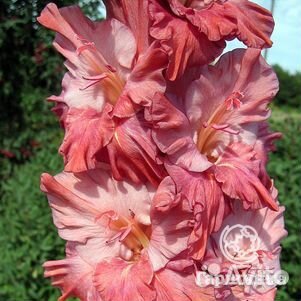 Продам луковицы гладиолусов