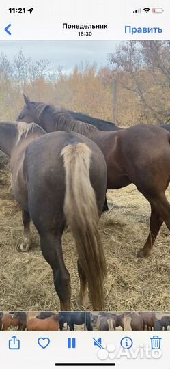 Лошадь жеребец