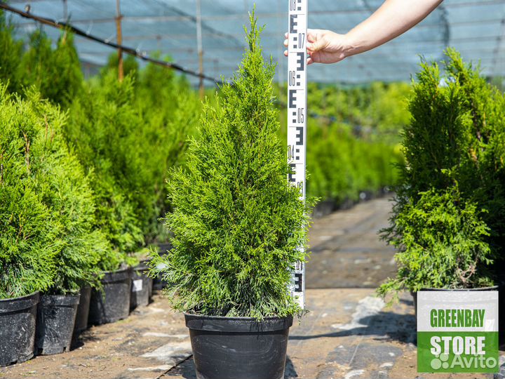 Туи смарагд 80 см свежая копка 2023