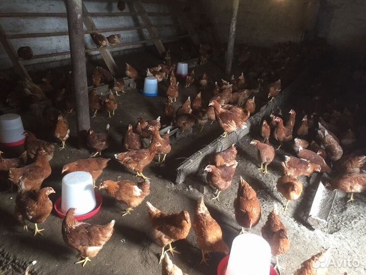 Куры-несушки, молодка