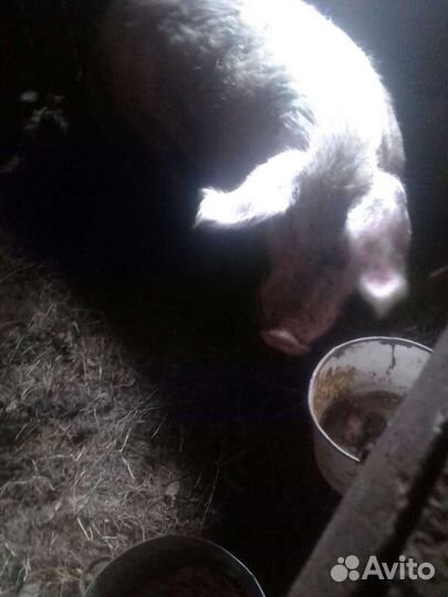 Борова на мясо