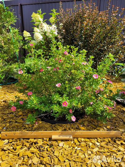 Лапчатка розовая