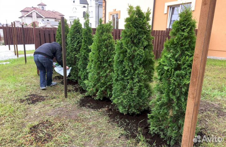 Туя от питомника