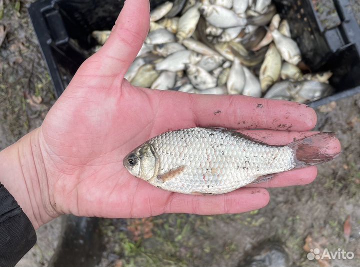 Живец карась